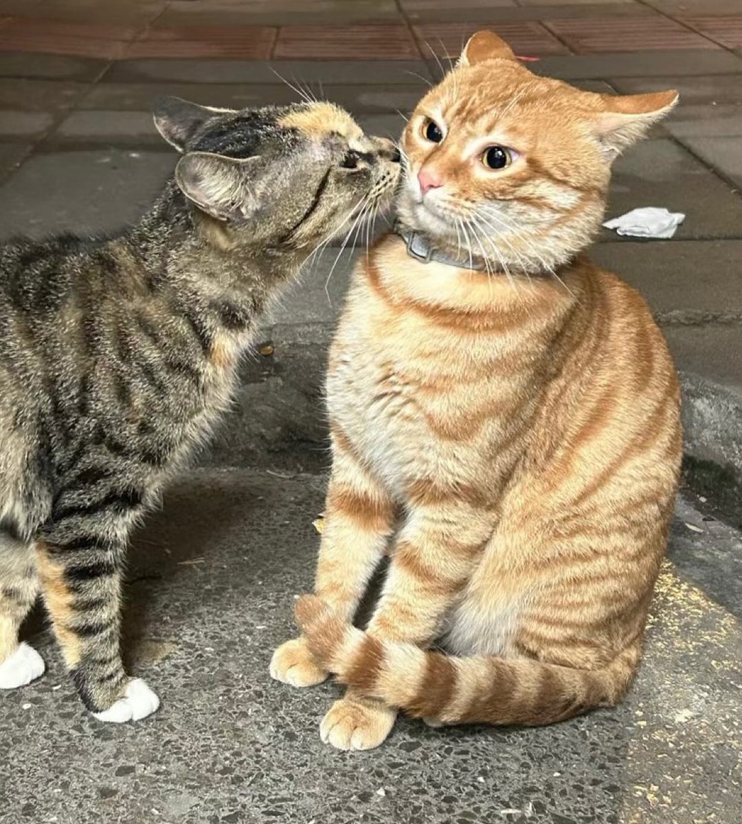 PunchingCat's tweet photo. https://t.co/cFgRnSumEV