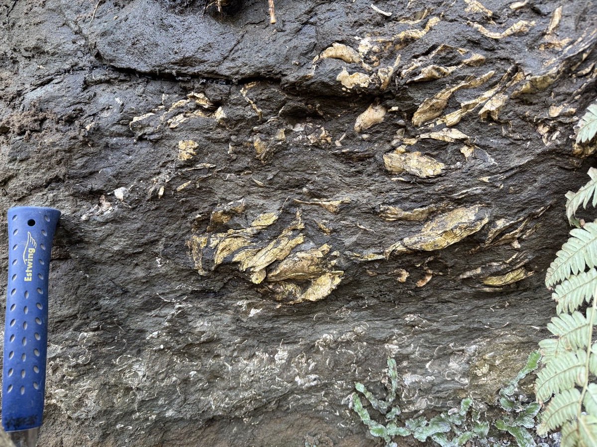 【茨城大】細井研究室 tweet media