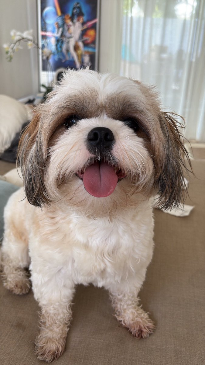 Lux ✧ pre-debut 🐍🔮 ✧@VGen tweet media