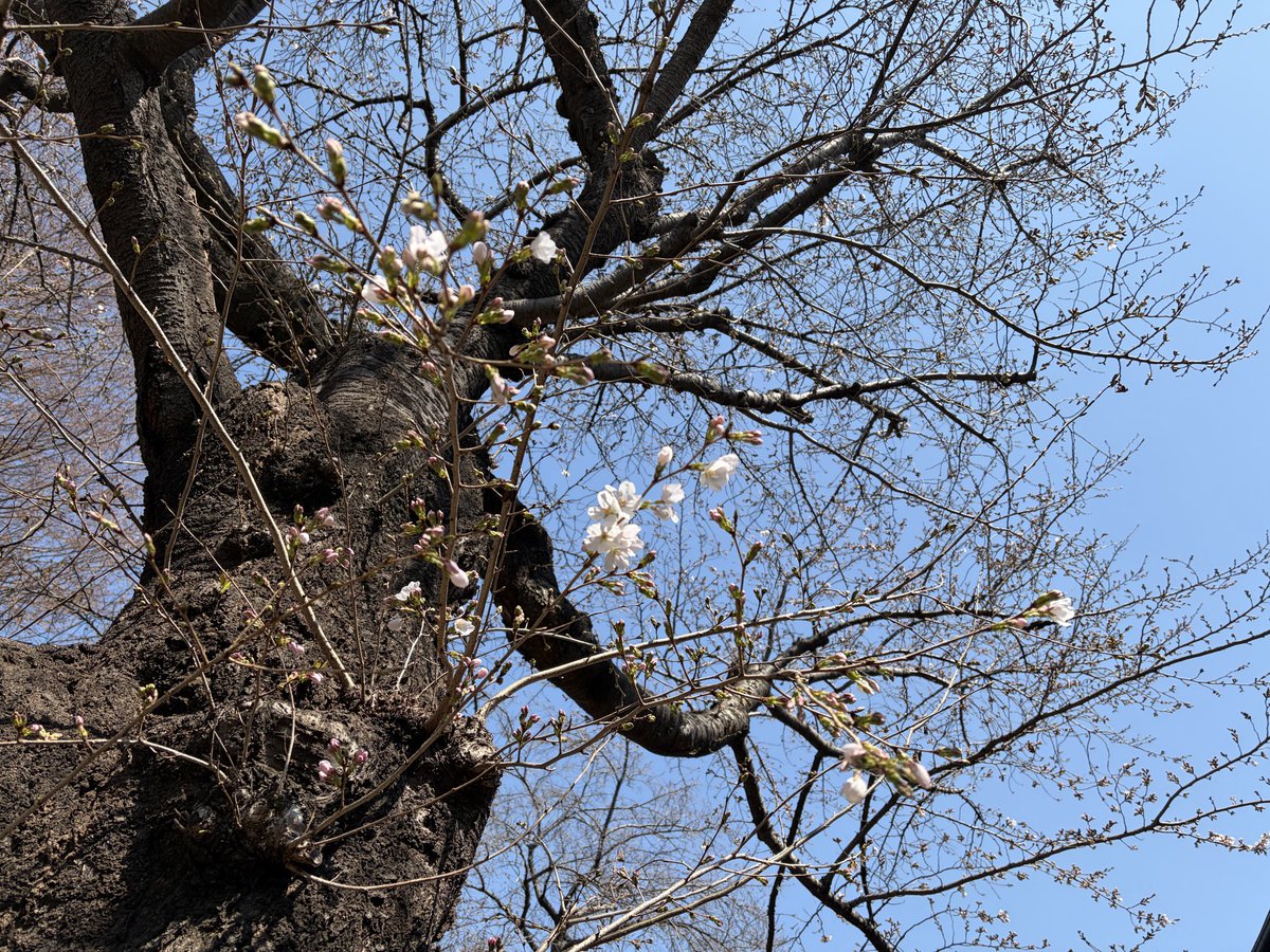 咲き出しました🥰🌸💕