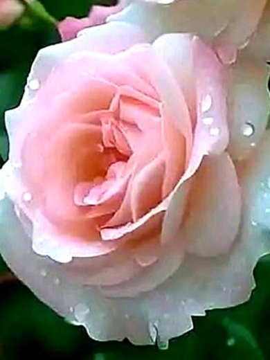 Елена 🌹 tweet media