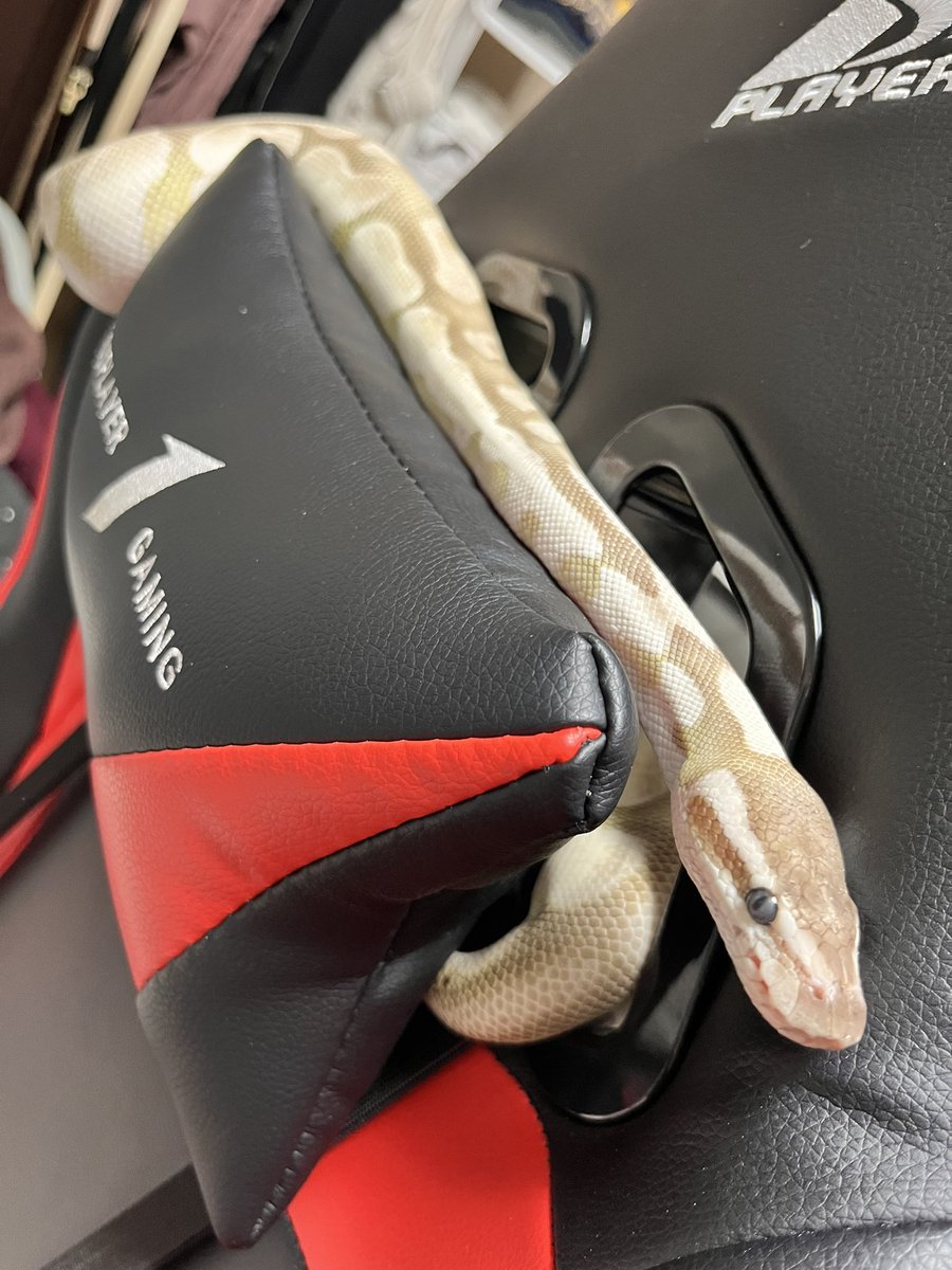 🐍閑雨とおぼろ☁️ tweet media