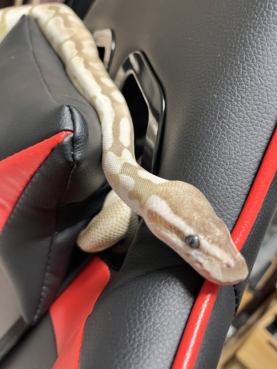 🐍閑雨とおぼろ☁️ tweet media