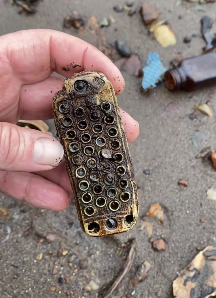 Fraser River Finds 🐟 tweet media