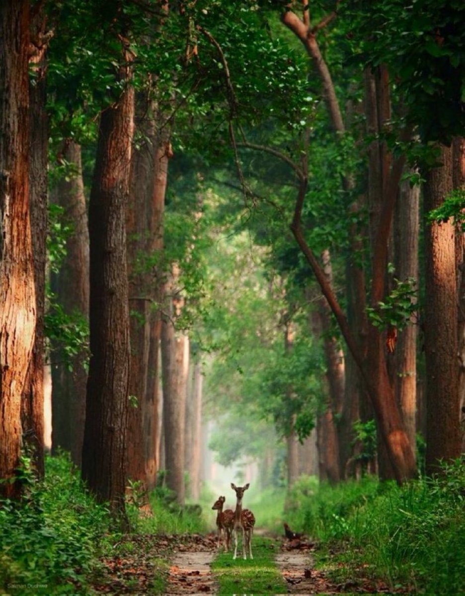 Ramesh Pandey tweet media