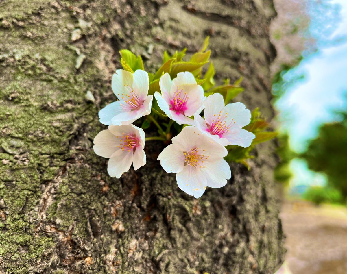 シモナ tweet media