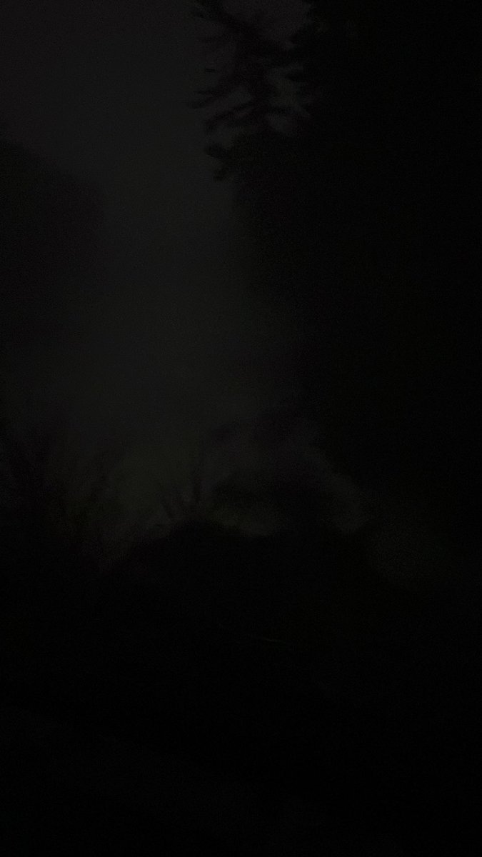 Rellshie | Cat Girl Vtuber failure 🏳️‍⚧️ 💕 tweet media