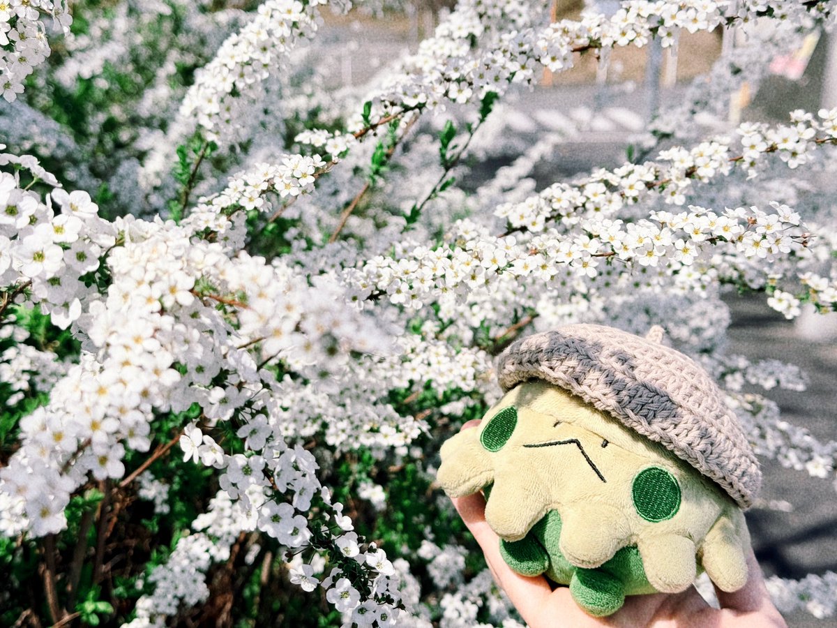 週末のｷﾉｺｺ tweet media