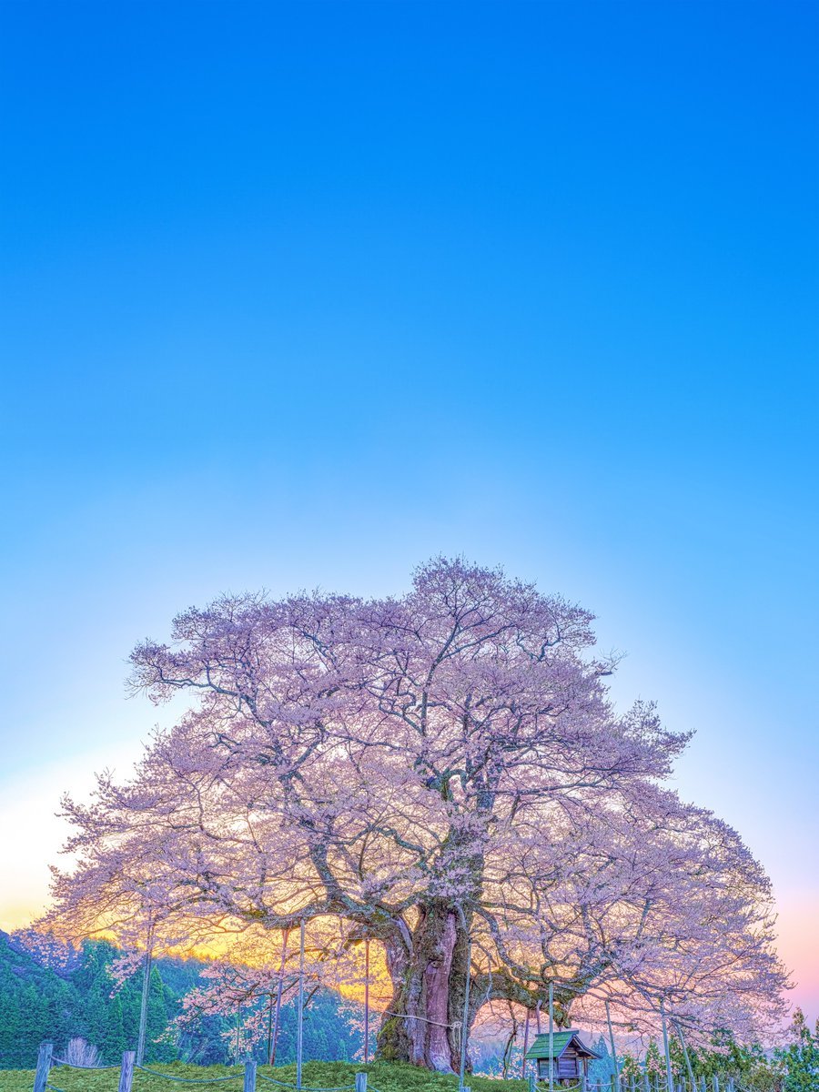 めかぶ tweet media