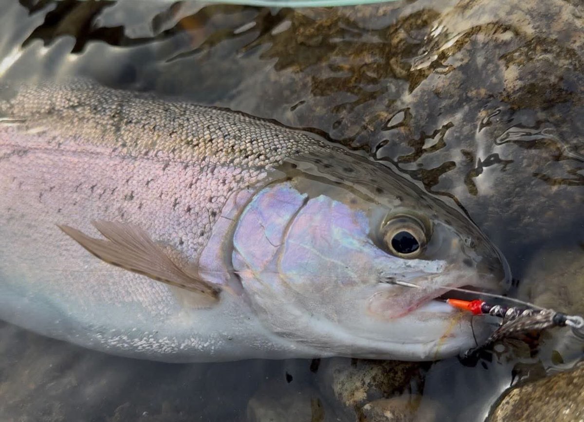 wildfishing1122's tweet photo. 早春の魚野川釣行
#フライフィッシング #魚野川 #スペイキャスティング #flyfishing #speycasting https://t.co/eQPSbe052P
