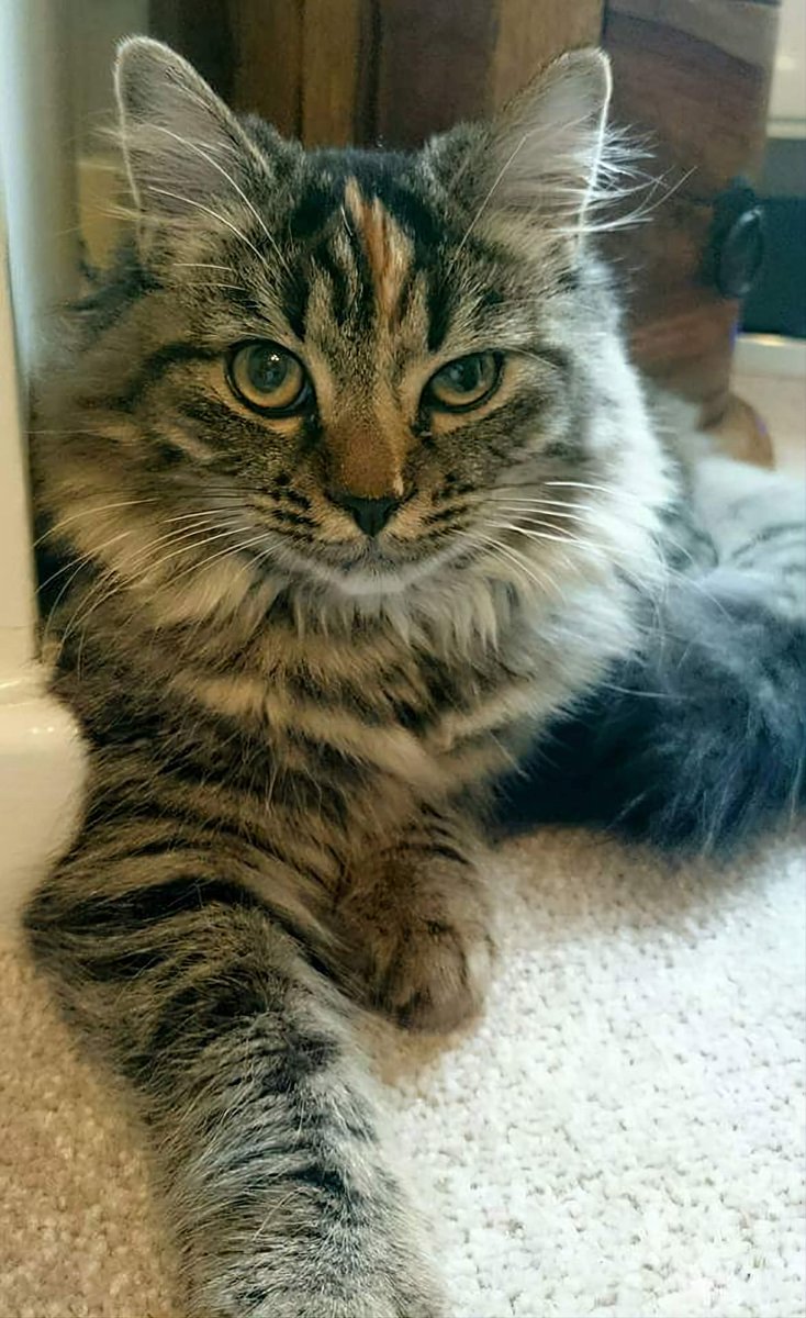 katie2thecat's tweet photo. @OnlyCatsTop Here's Katie say hi to your sister https://t.co/AWDWlizk96