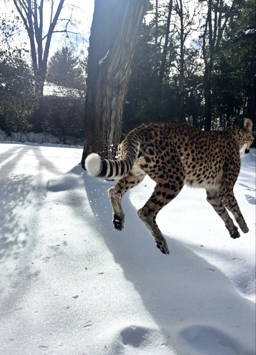 suri 🔜 TFF tweet media