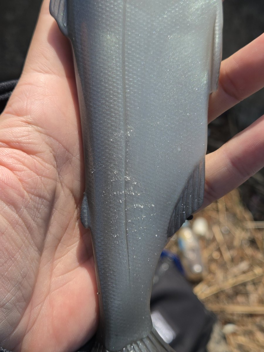 いや､足下で吸水中に見に来るのやめてもらえません？ 
ピュッて逃したらケツ食って走って行くし
50ないで離してもらいましたわ