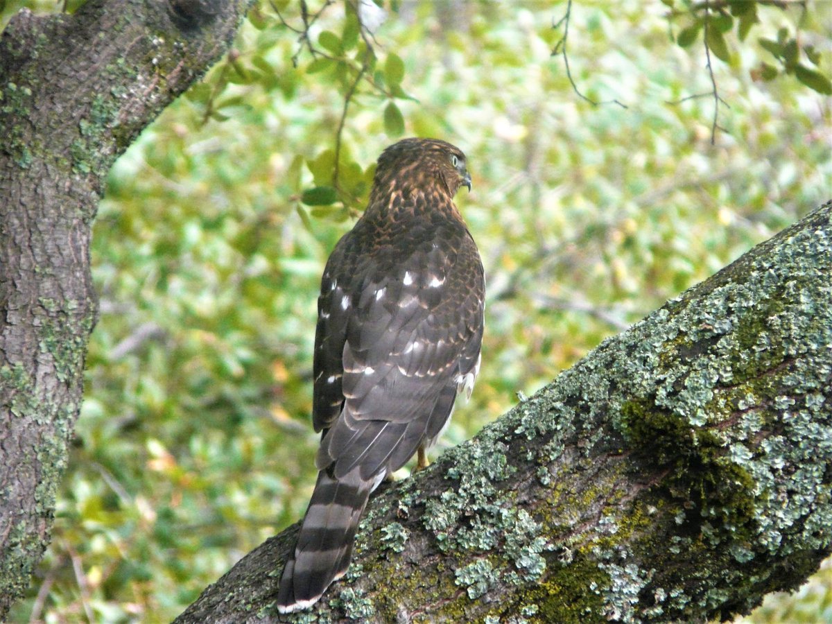 Carol Leslie tweet media