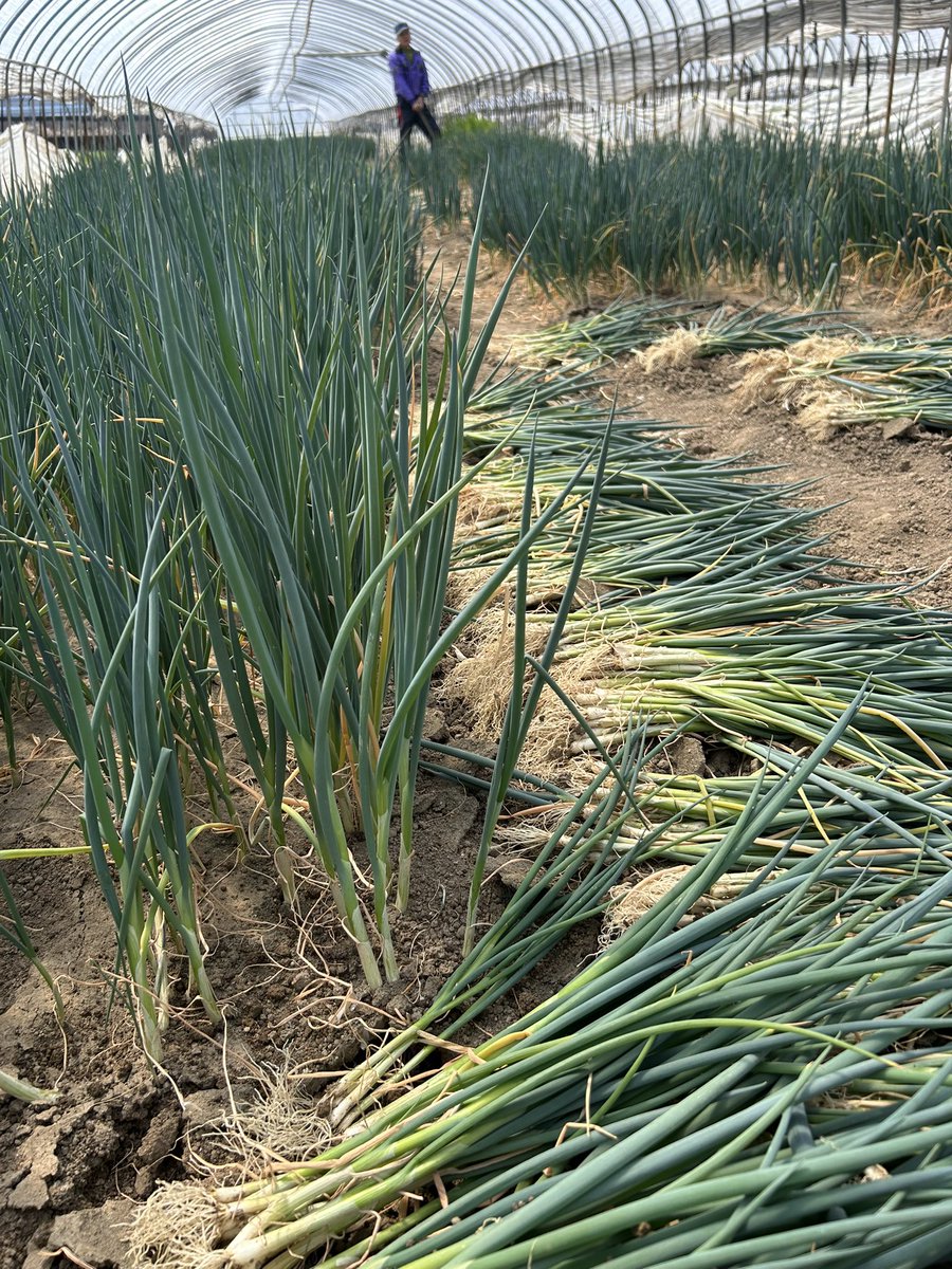 NIKO24🇯🇵 アニメ制作中🎥 tweet media