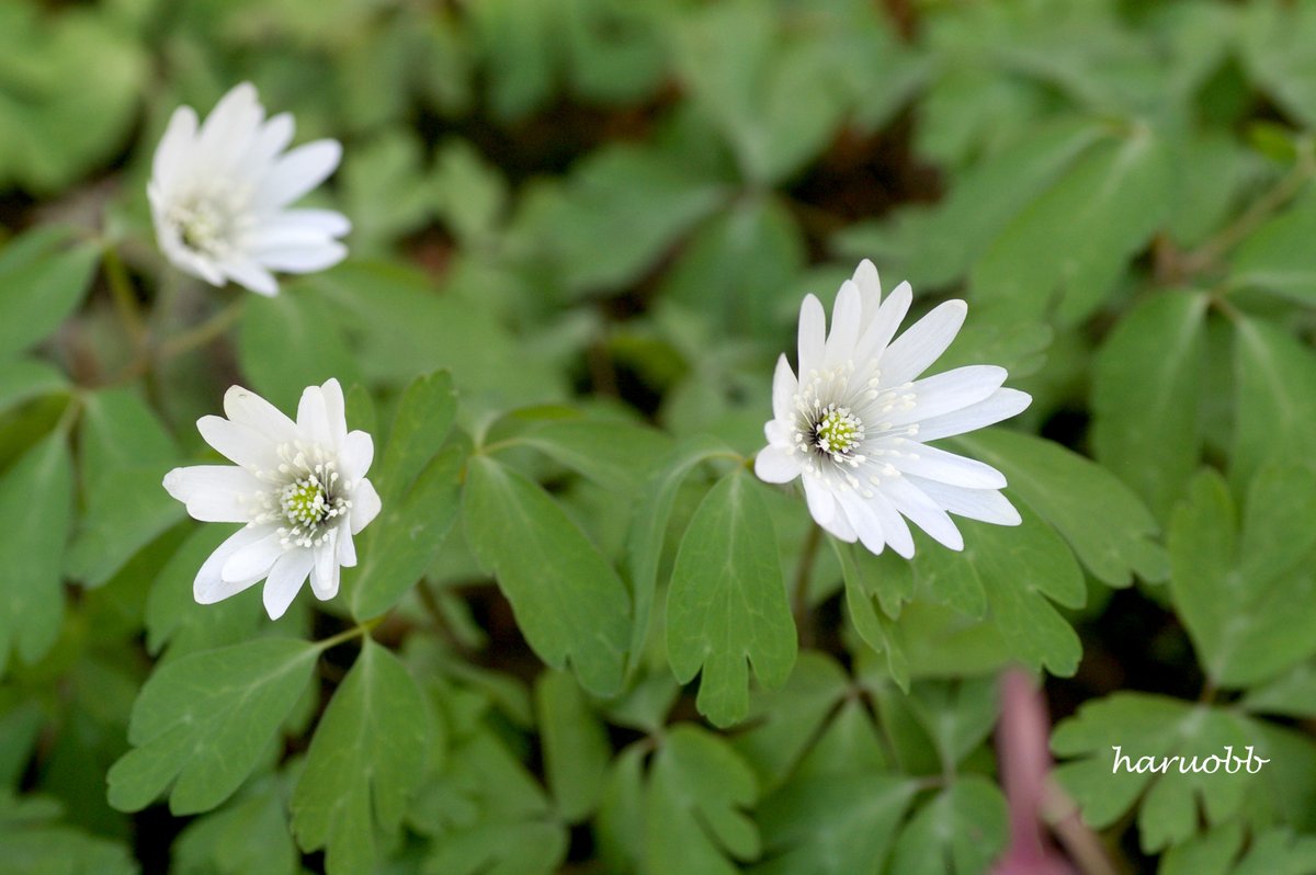 haruobb's tweet photo. アズマイチゲ  東一華
Anemone raddeana
花言葉：耐える

どんなことも、耐え続ける
我慢することで、一つ成長ができる。
我慢も努力だ。
心も身体も悪くても
いつかよくなるだろうと信じてる。

#花 #花言葉 #LanguageOfFlowers
#東一華 #アズマイチゲ #AnemoneRaddeana
#自然 #Nature 
#flower #植物 #自然
#写真 #Photo　
#写真好きな人と繋がりたい
#写真撮ってる人と繋りたい
#カメラ好きな人と繋がりたい #カメラ
#カメラ女子 #カメラ男子 #カメラ初心者
#写真好きな人と繋がりたい
#写真で伝えたい私の世界
#写真が好き #写真は心のシャッター
#写真で伝えたい私の世界
#写真散歩