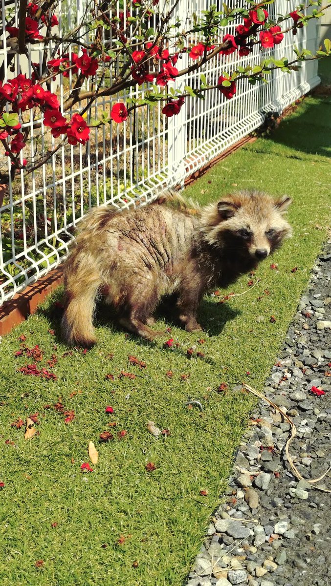 inachans tweet media