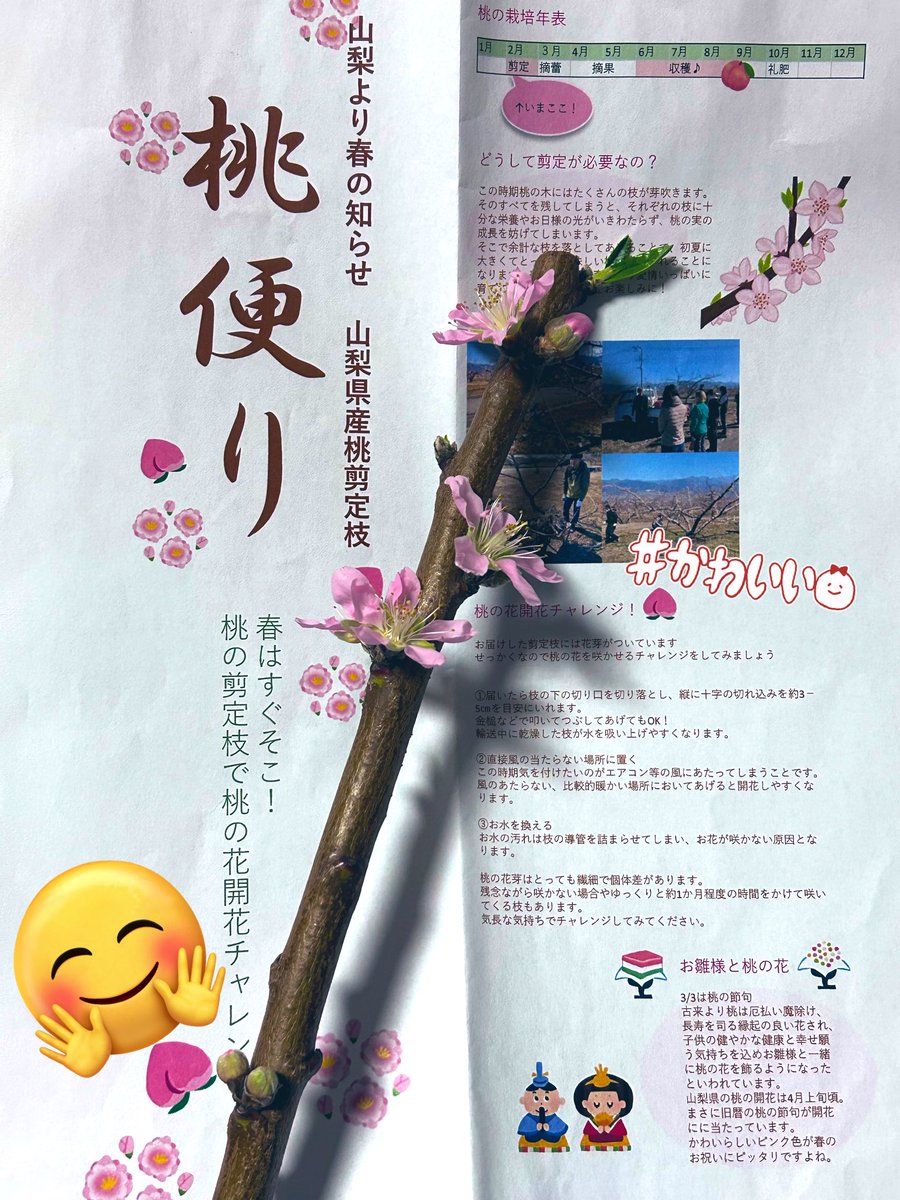 どんどん咲いています🙌🥰
#桃の花🍑
#開花チャレンジ🌸
#Oisix🎁