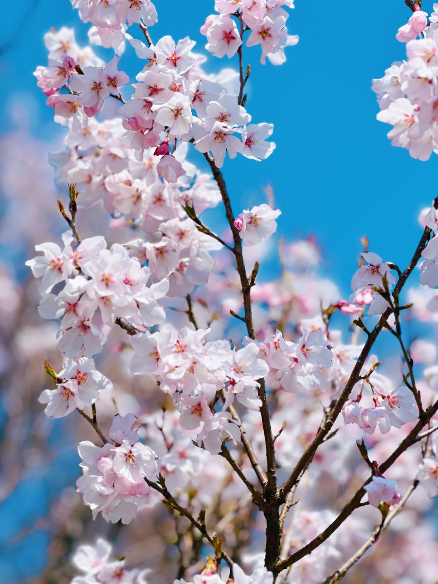 かみやまねき tweet media