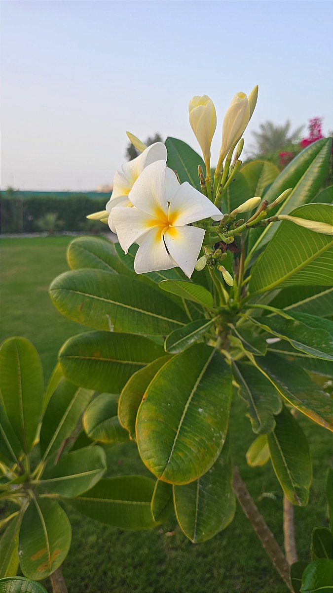 Ibrahim Al-Khabbaz tweet media
