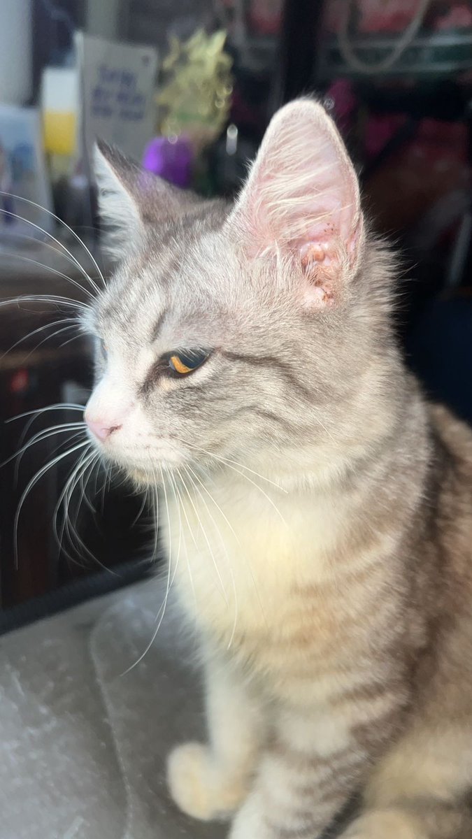 woff woff tweet media