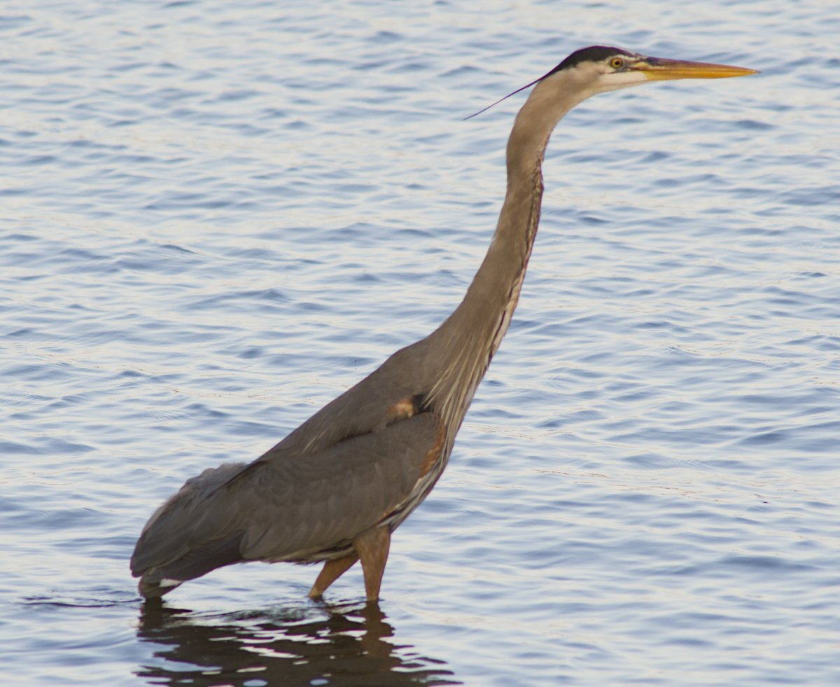 Intheyonderconifers tweet media