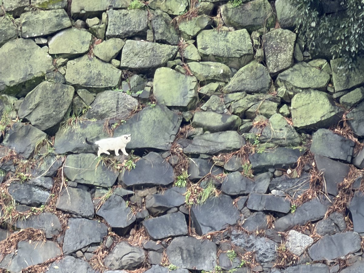 ebinojou's tweet photo. R8.3.3 名古屋城西の丸丑寅隅櫓の北側石垣を堀底から二の丸庭園内部を目指し、トラバースする白猫3匹。 https://t.co/oMULgqETMD
