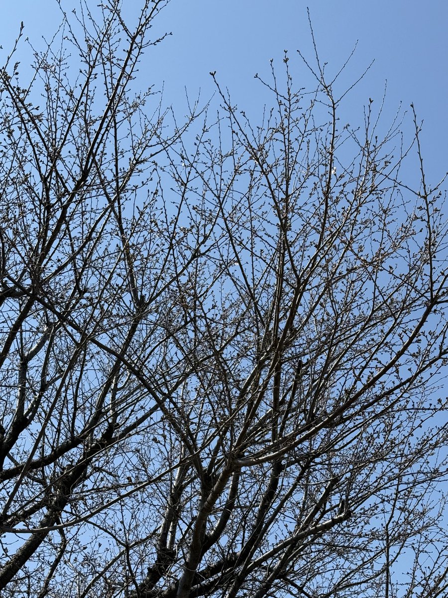 santofront's tweet photo. サントピアSAKURA本日3月21日に開花確認致しました。 https://t.co/rRRv33G6d7