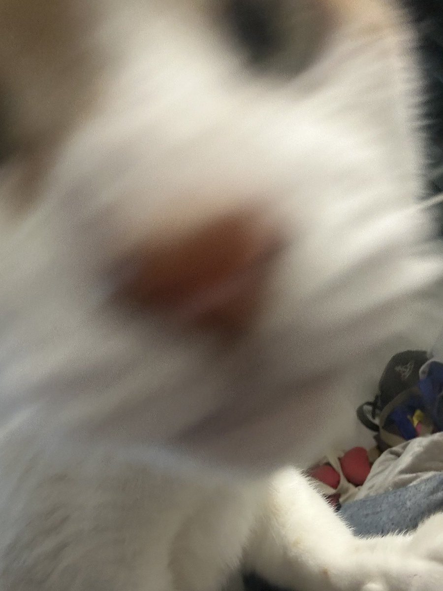 チャー坊 tweet media