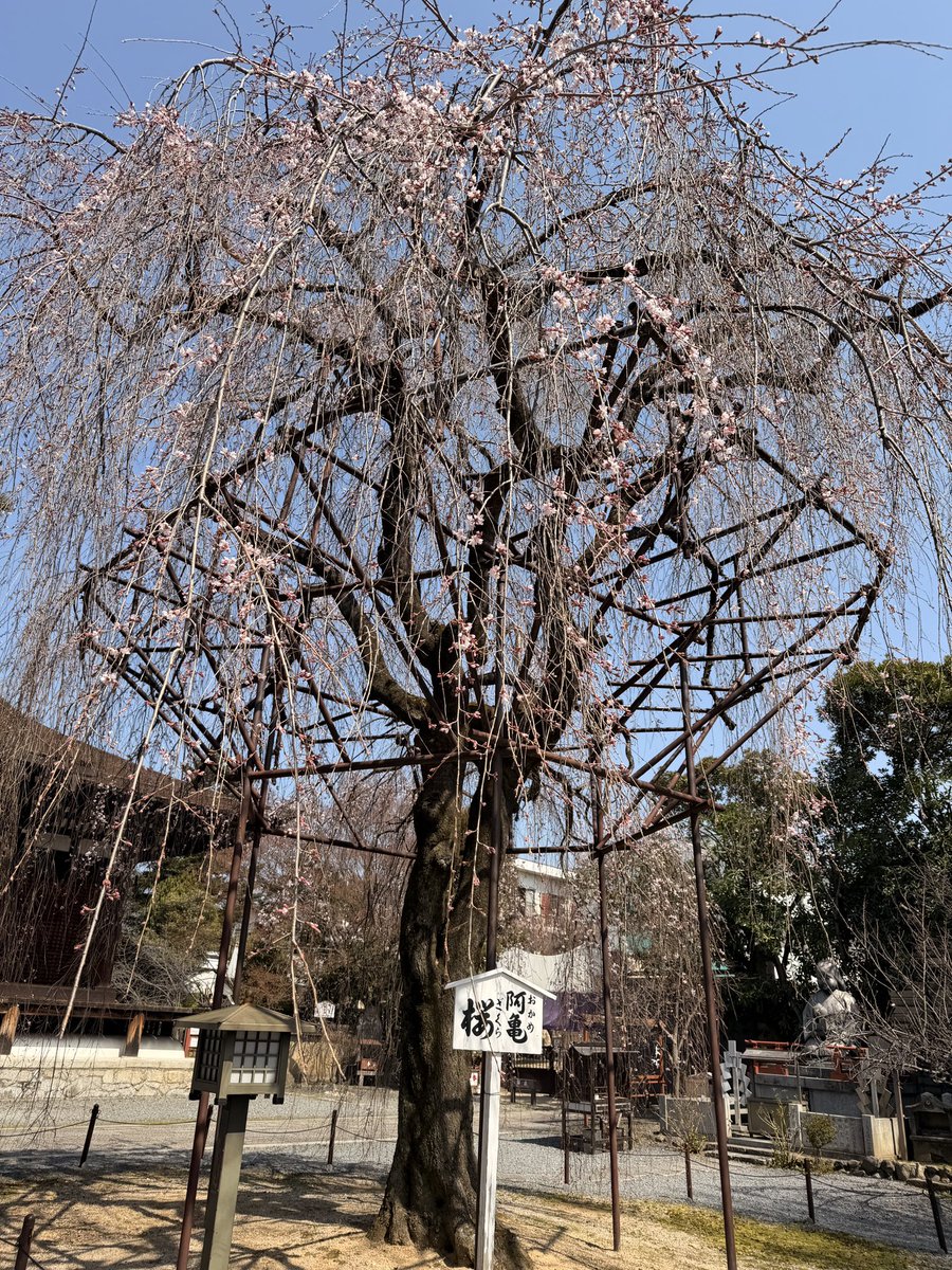 toplem's tweet photo. 京都案内の日

千本釈迦堂の阿亀桜🌸は
2分〜3分咲ぐらい。
暖かいのですぐ見頃になるかも
椿が見事でした。
明日は徒然草にも記載がある
千本釈迦念仏が開かれます。 https://t.co/86oqCa270l
