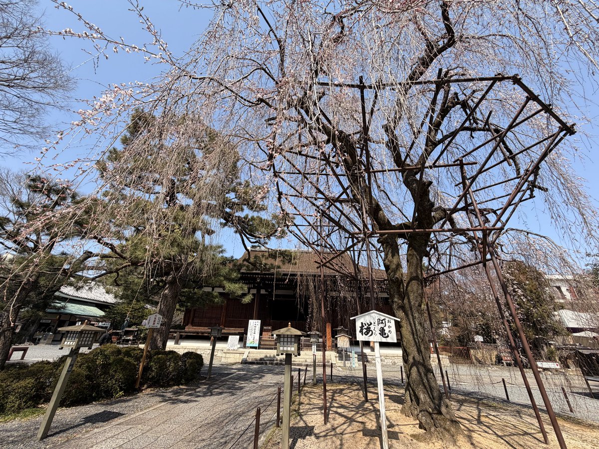 toplem's tweet photo. 京都案内の日

千本釈迦堂の阿亀桜🌸は
2分〜3分咲ぐらい。
暖かいのですぐ見頃になるかも
椿が見事でした。
明日は徒然草にも記載がある
千本釈迦念仏が開かれます。 https://t.co/86oqCa270l