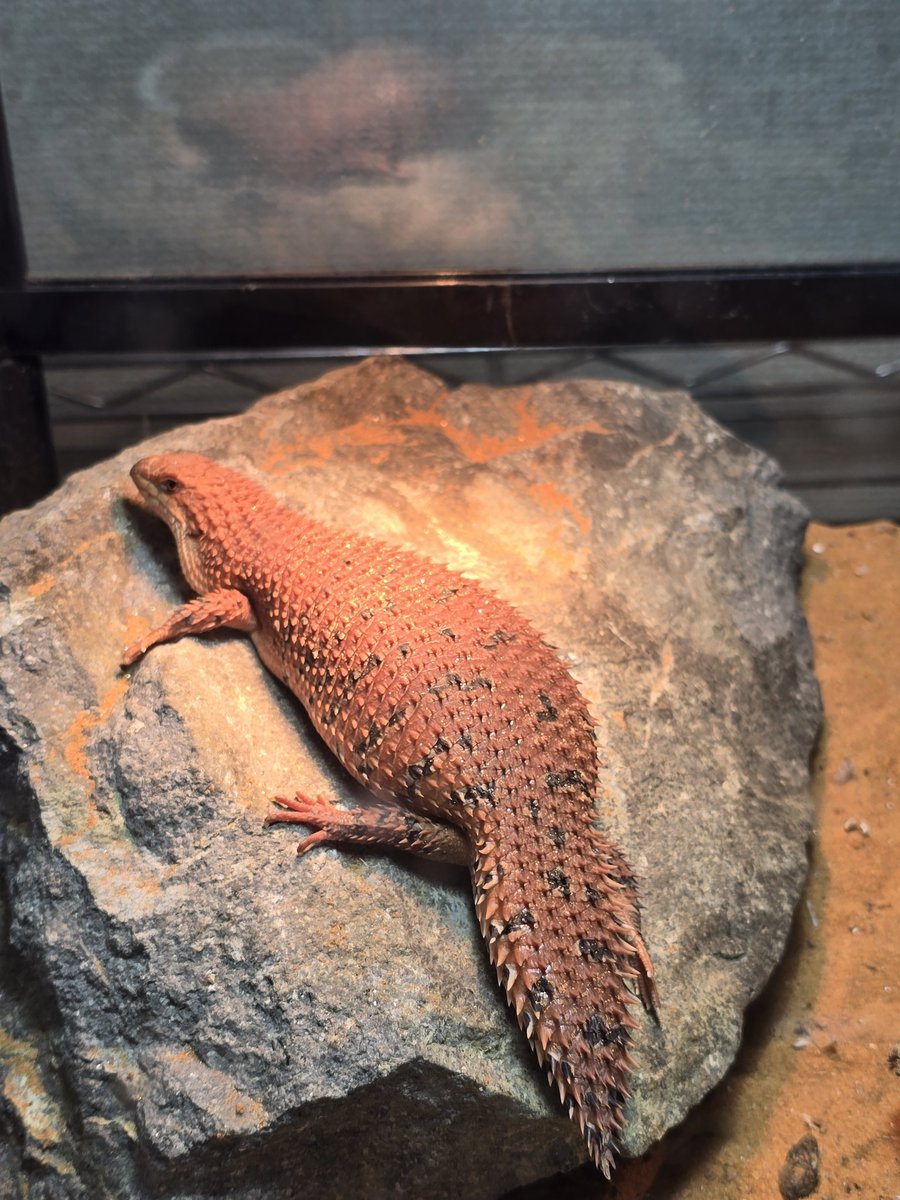 あるお tweet media