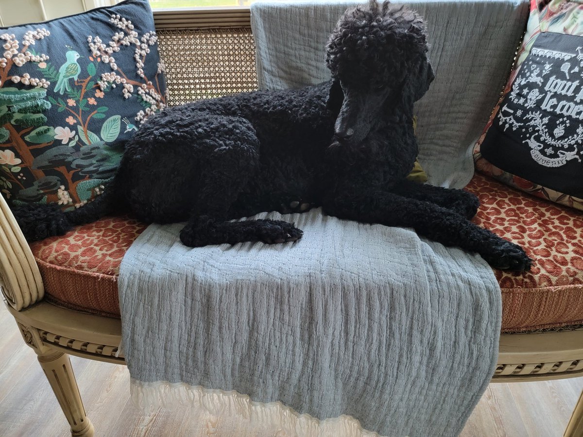 Raki✨Copia Papagandist tweet media