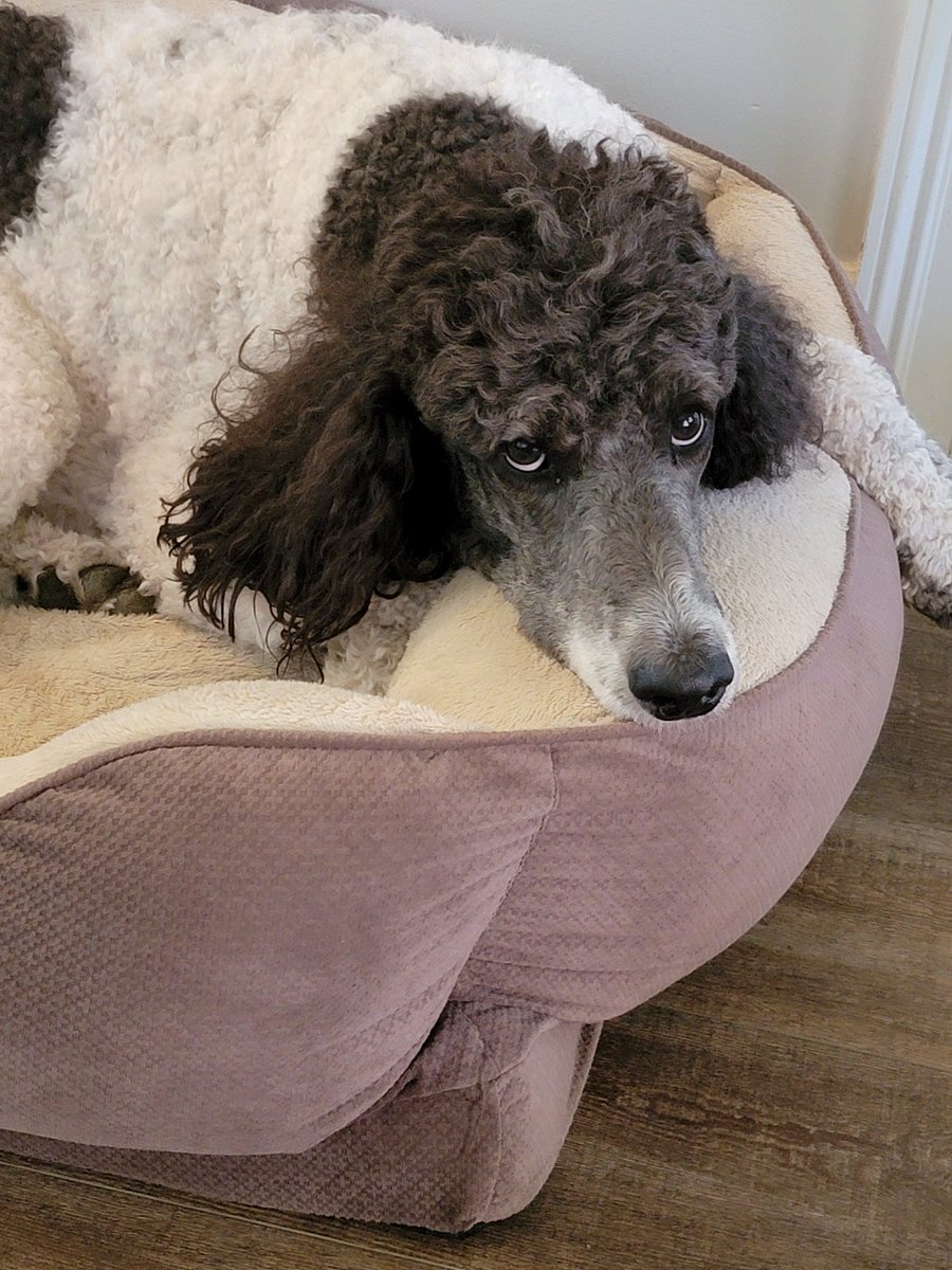 Raki✨Copia Papagandist tweet media