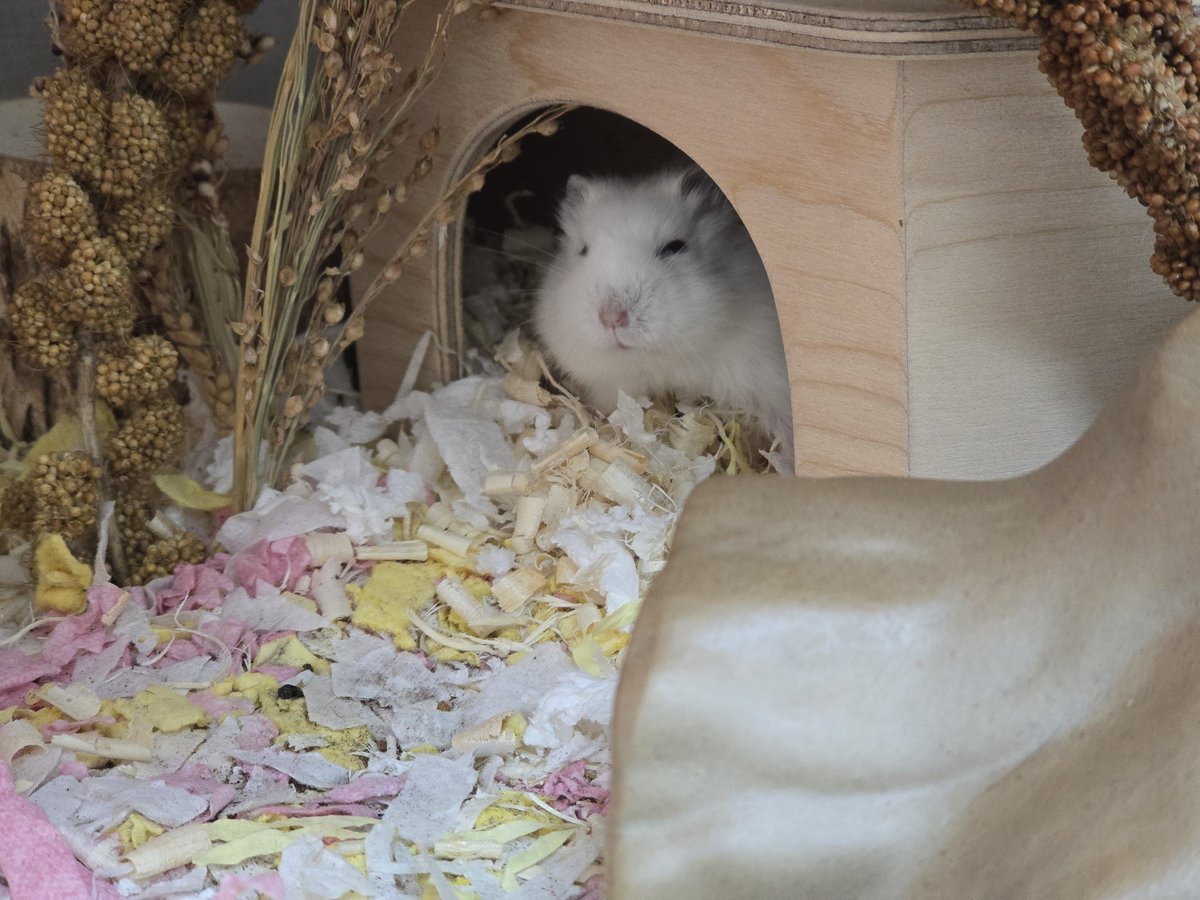 잎하(세모쥐) tweet media