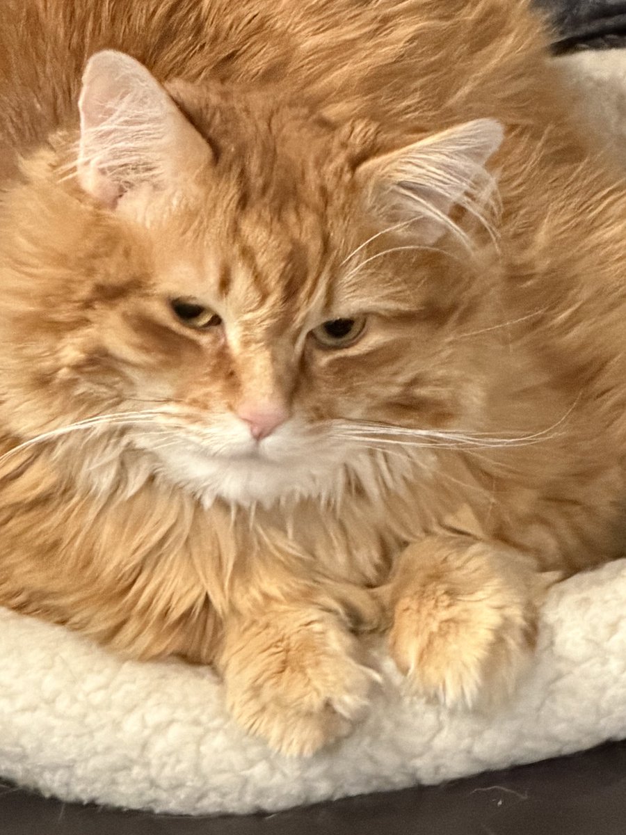 Andrew McCarthy tweet media