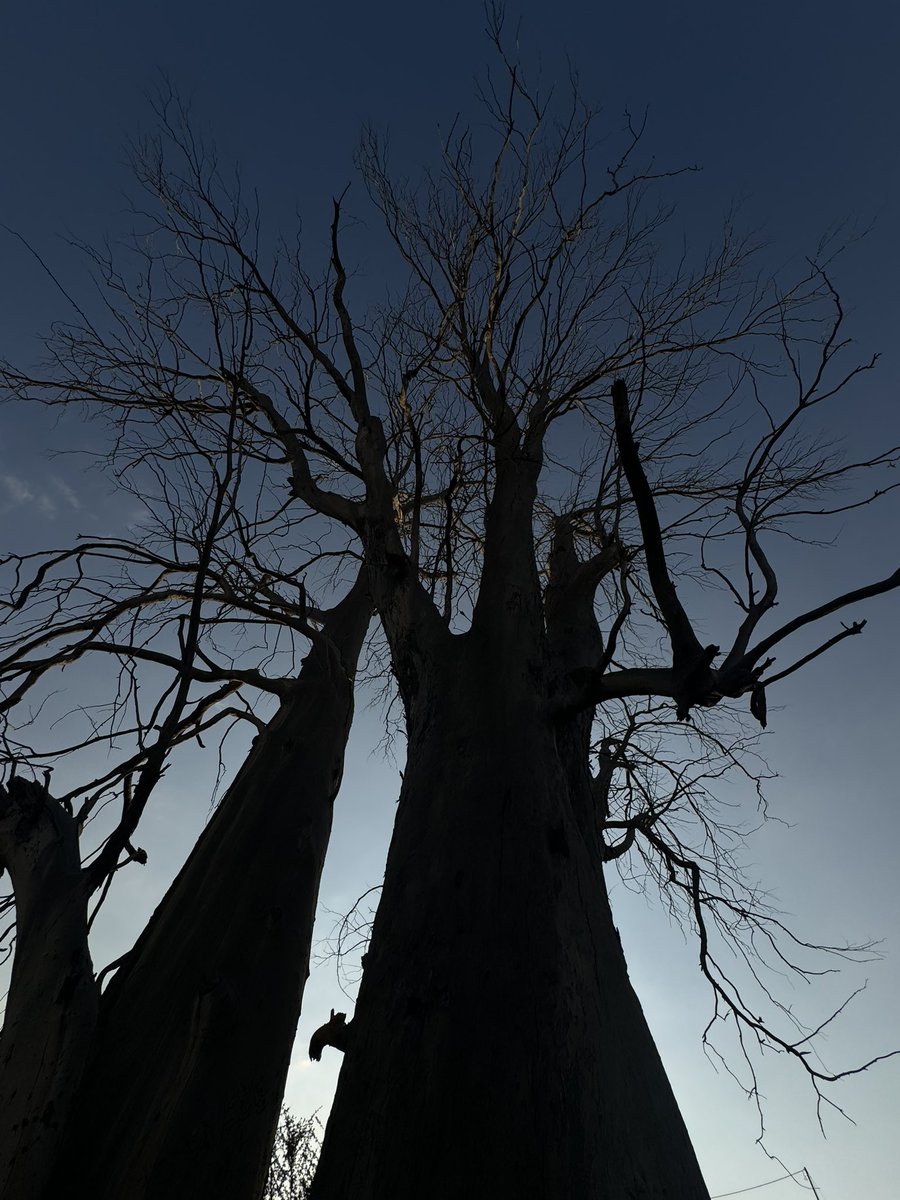 Manar🪄 tweet media