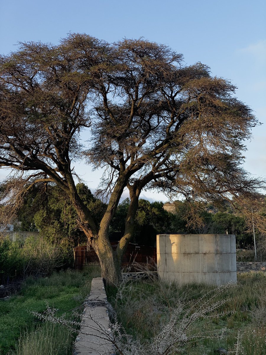 Manar🪄 tweet media