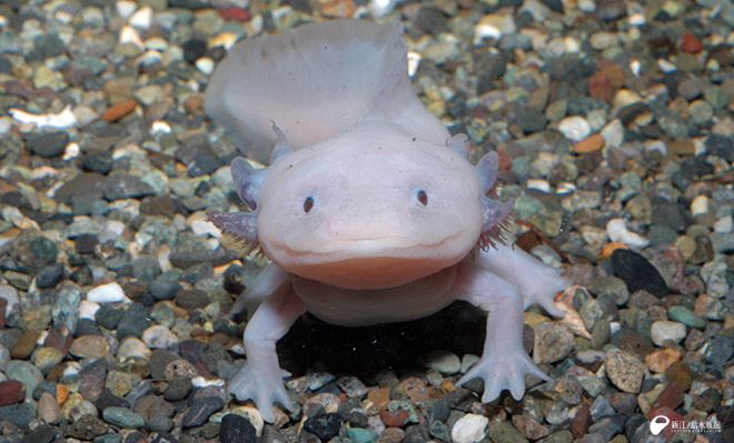 新江ノ島水族館 tweet media