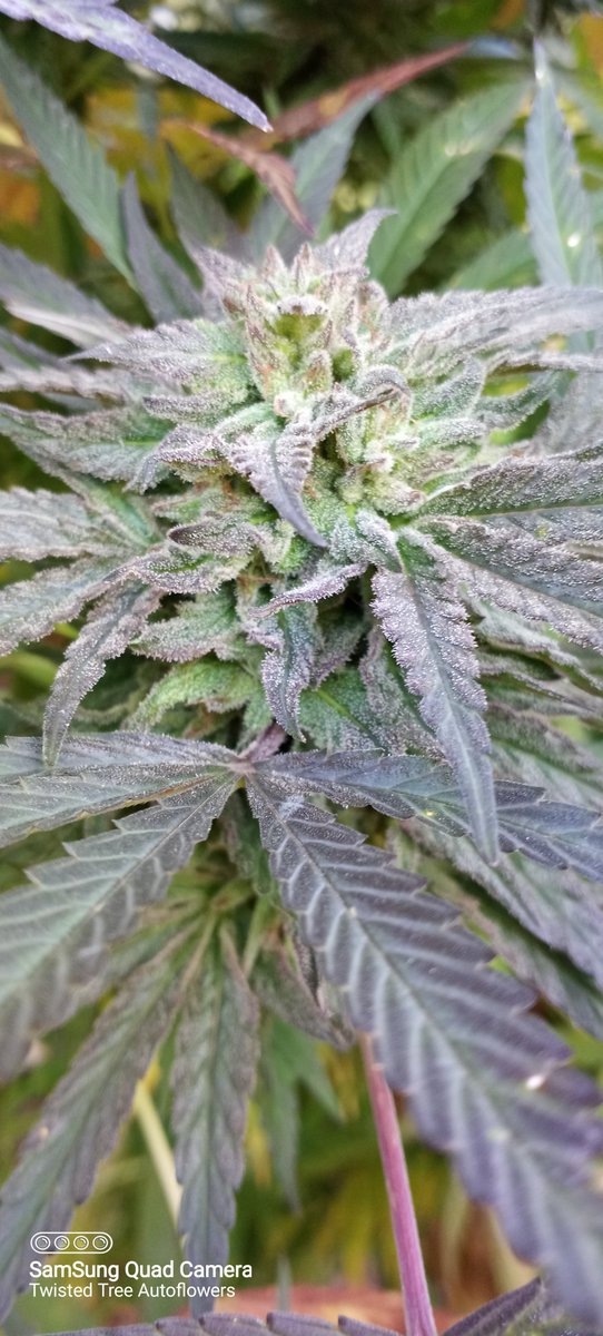 Twisted Tree Autoflowers tweet media