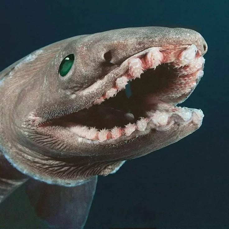 † B4S3B4LL F4N!! †(Creepy Guy's victim) tweet media