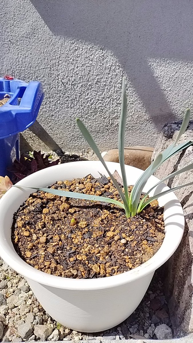 次男が幼稚園で育ててたスイセンを持って帰ってきた。もう1つ芽がちょっと出てきた。無事に咲くかな？