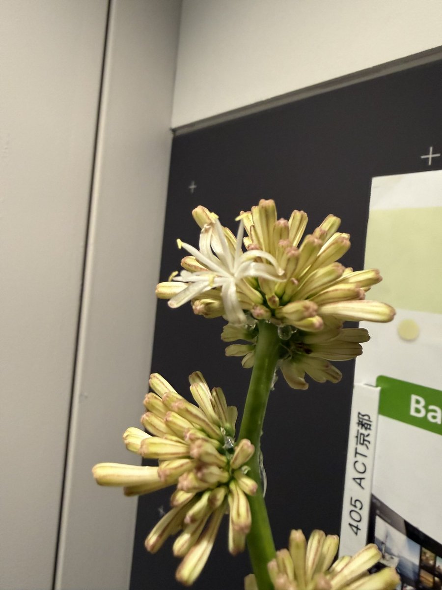 数年〜十数年に一度しか咲かないと言われている「幸福の木」と呼ばれる Dracaena fragrans（ドラセナ・フラグランス） の花が咲きました💐
オフィスの廊下中が、お花屋さんで嗅ぐようなフェニルエチルアルコールのような甘いがします☺️
今年こそ嗅覚革命に向けて良い流れが来ているような感じがする！