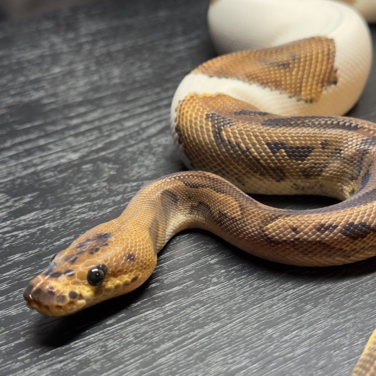 Yellow Benjamin tweet media