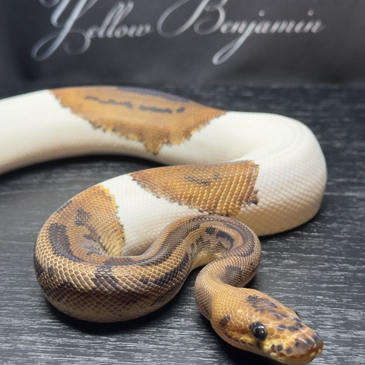 Yellow Benjamin tweet media