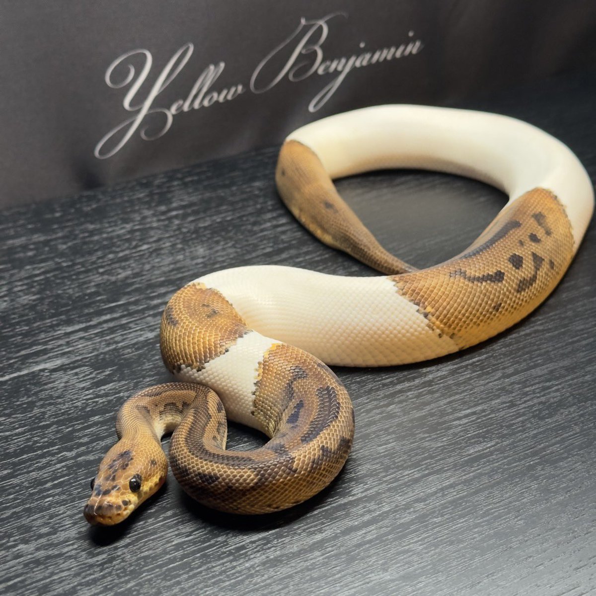 Yellow Benjamin tweet media