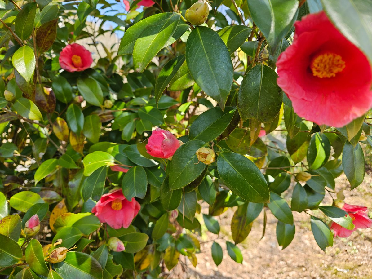 『三歩書店』、上天気のもと🌞本日も花粉に負けずに営業中ッ❗