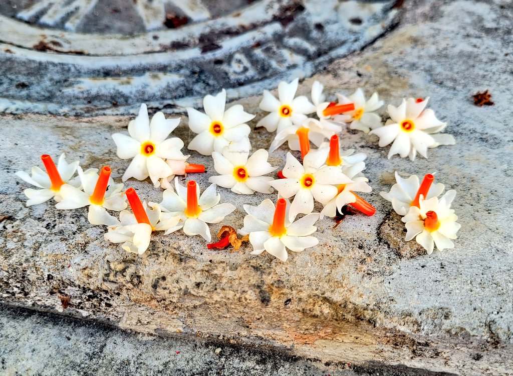 Ms.กะหล่ำปลี🥬 tweet media