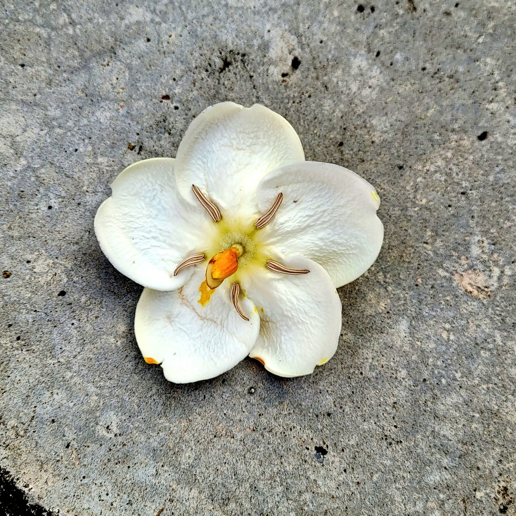 Ms.กะหล่ำปลี🥬 tweet media