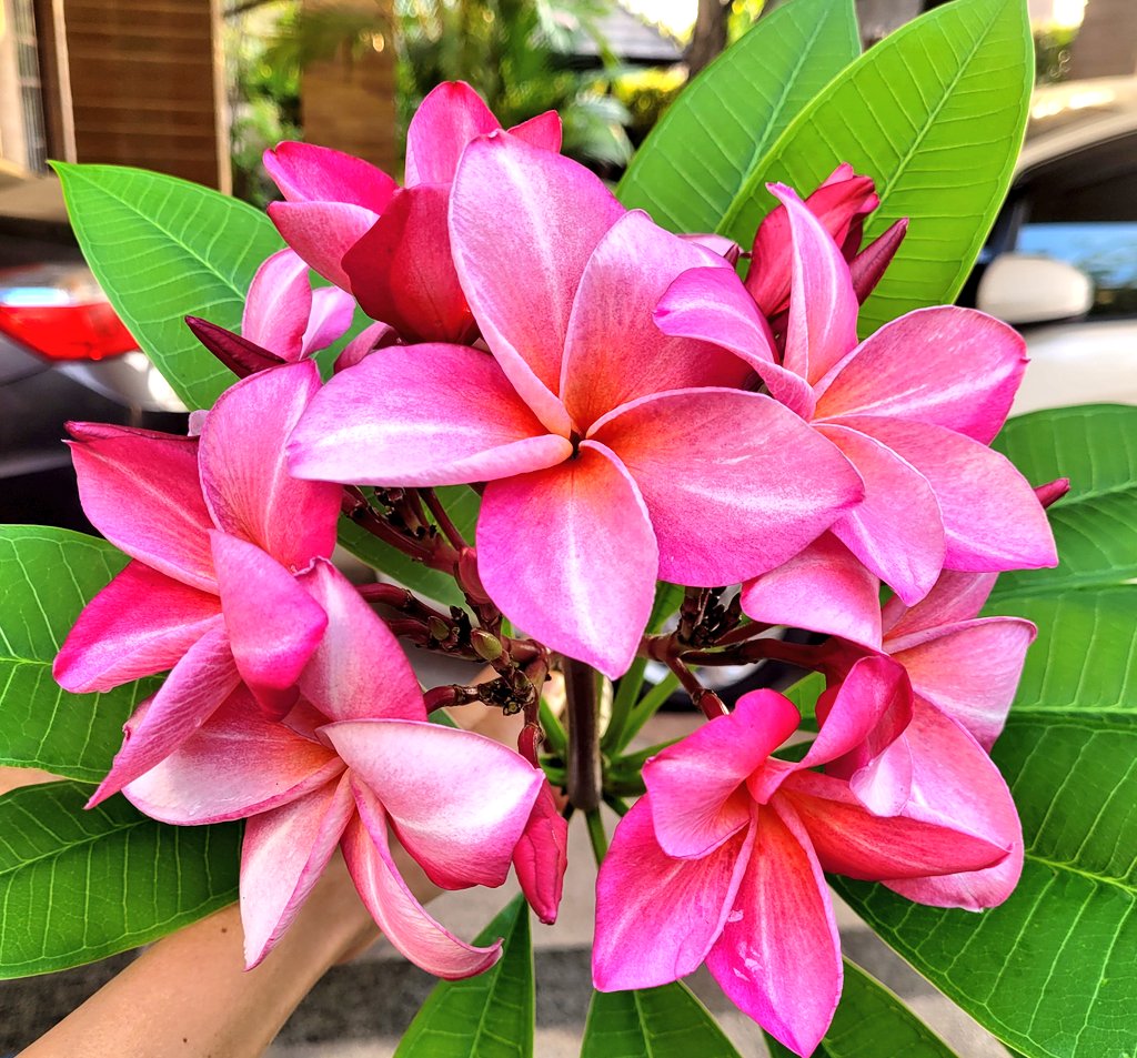 Ms.กะหล่ำปลี🥬 tweet media